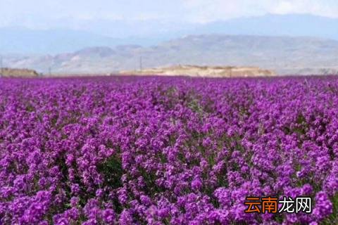 蓝香芥什么时候播种