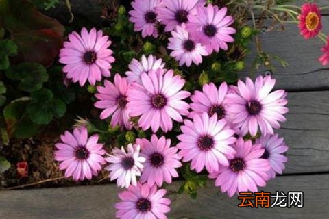 蓝目菊花期