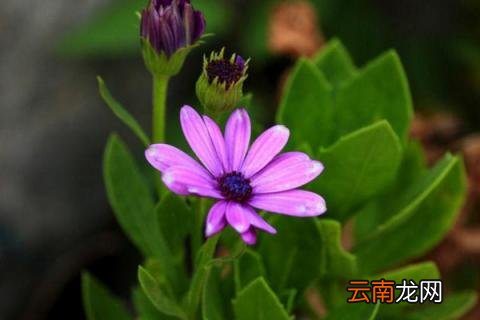 蓝目菊花期