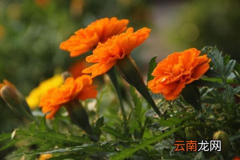 孔雀草要摘心吗