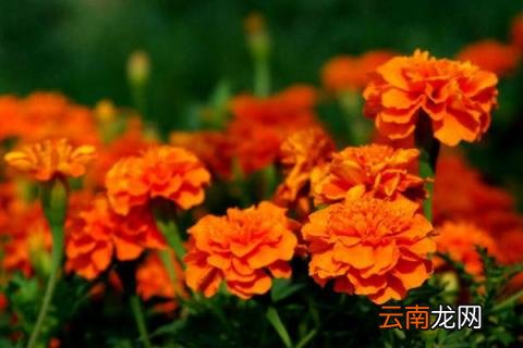 孔雀草要摘心吗