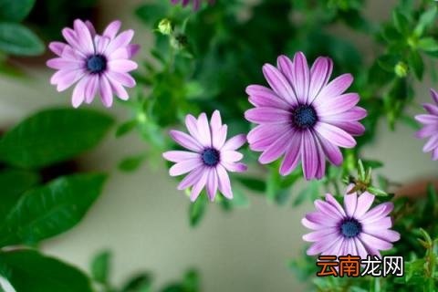 菊花冬剪时间