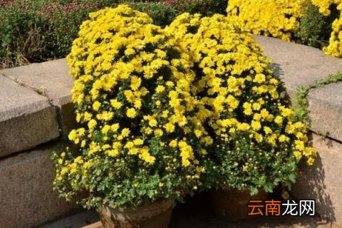 菊花冬剪时间