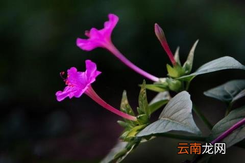 夜来香有没有毒