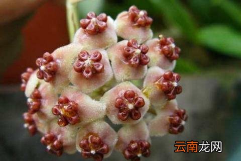 球兰有毒吗