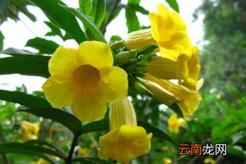 黄蝉花能在家里养殖吗