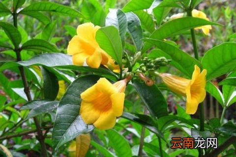 黄蝉花能在家里养殖吗