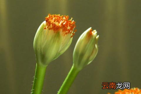 虎耳兰是猫耳兰吗