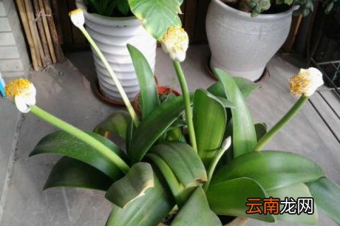 虎耳兰是猫耳兰吗