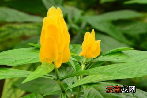 金苞花有毒吗