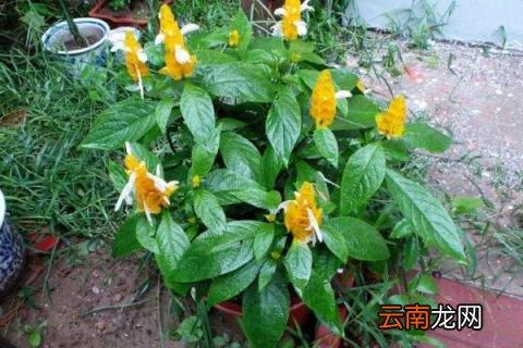 金苞花有毒吗