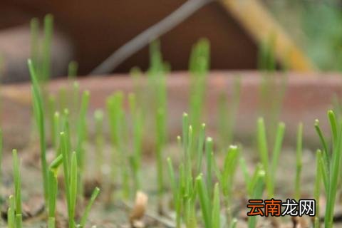 韭菜割完后上什么肥料