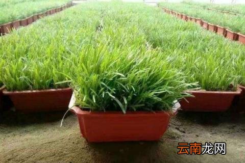 韭菜割完后上什么肥料