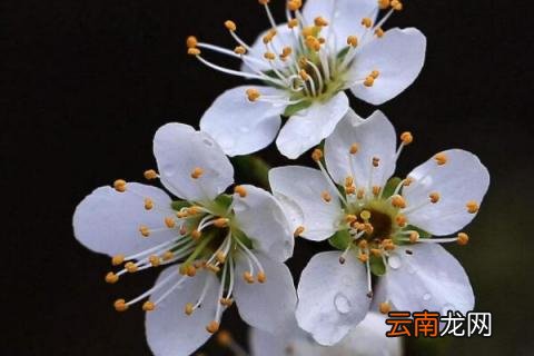 李花什么时候开