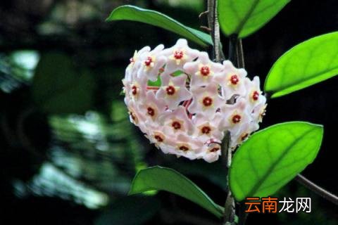 球兰什么时候开花