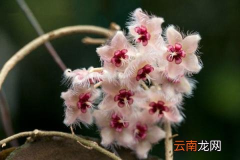 球兰什么时候开花