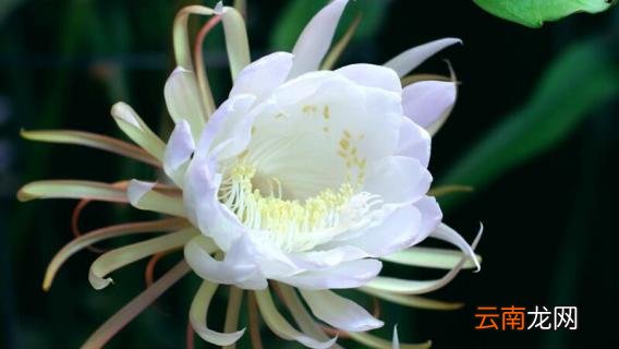 昙花什么时候开花
