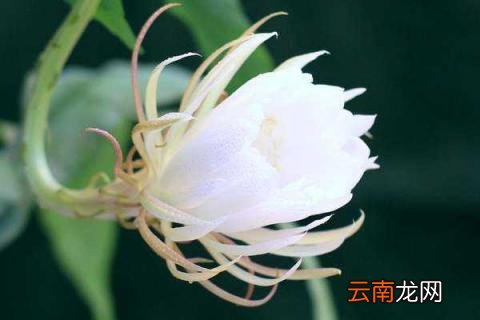 昙花什么时候开花