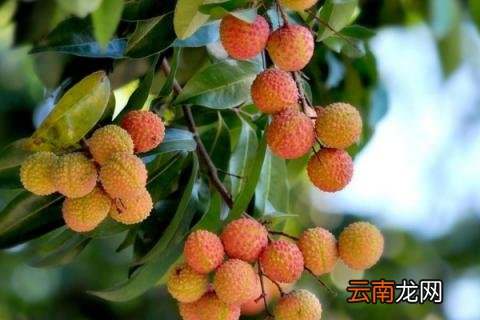 荔枝品种有哪些