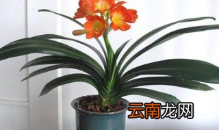 家里放什么植物转运 家里放什么植物可以转运