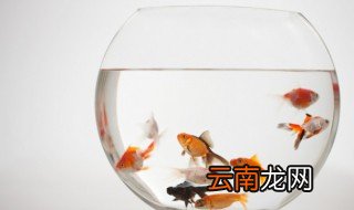 养鱼一般放在家的什么位置 家里养鱼放什么位置好