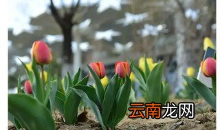 为什么要在秋天种郁金香和风信子 要在秋天种郁金香和风信子的原因