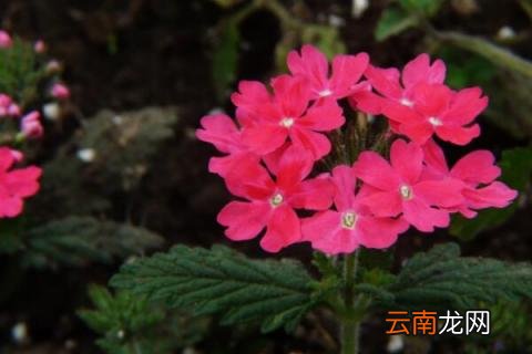 美女樱能活几年