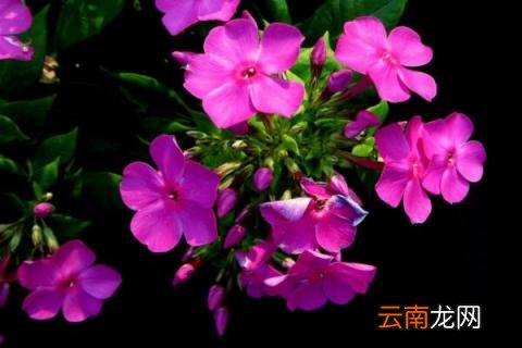 美女樱能活几年