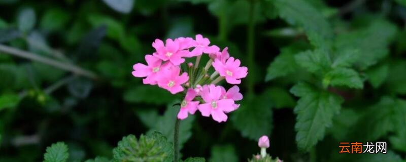 美女樱能活几年