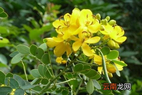 黄槐决明是决明子吗