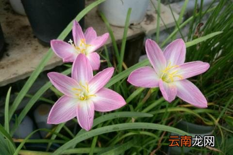 风雨兰一年开几次话