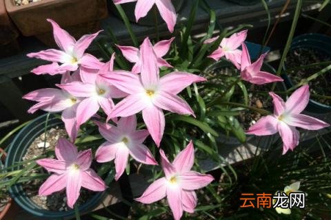 风雨兰一年开几次话