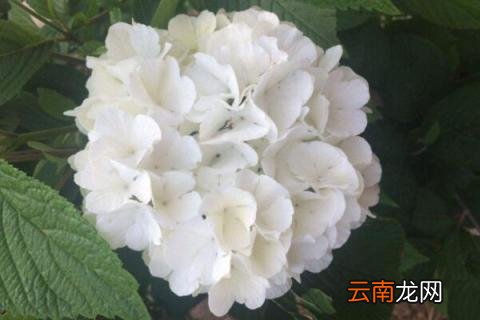 木本绣球有毒吗