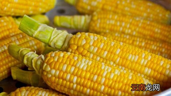 煮玉米需要多长时间