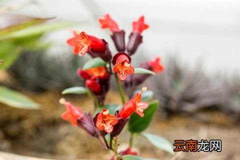 复合肥能做基肥吗