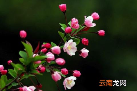 复合肥能做基肥吗