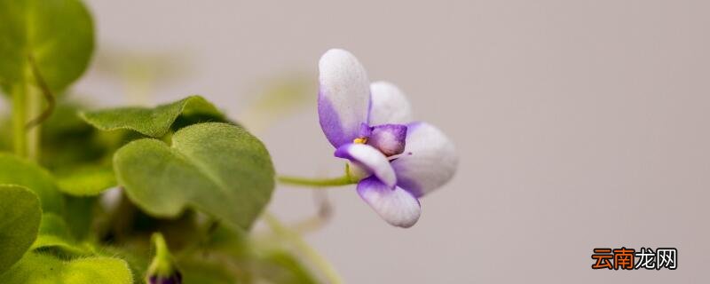 复合肥能做基肥吗