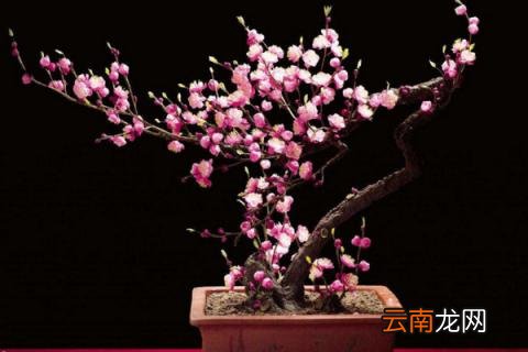 红梅盆摘加什么肥料好