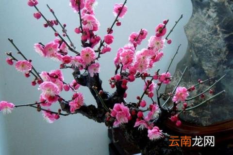 红梅盆摘加什么肥料好