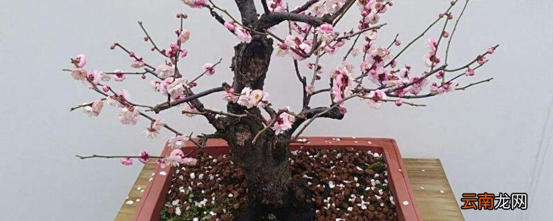 红梅盆摘加什么肥料好