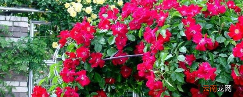 爬藤富贵红盆栽怎么养