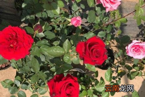 爬藤富贵红盆栽怎么养