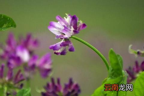 哪种紫云英有毒