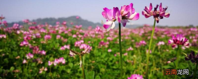 哪种紫云英有毒