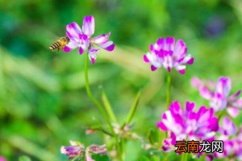 哪种紫云英有毒