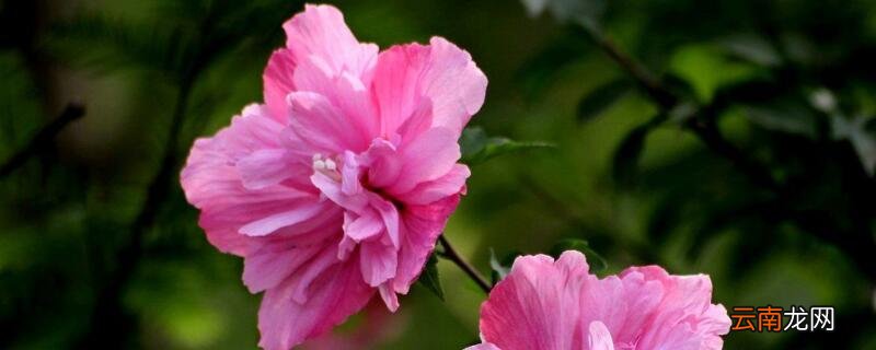 木槿花能用硫酸亚铁吗