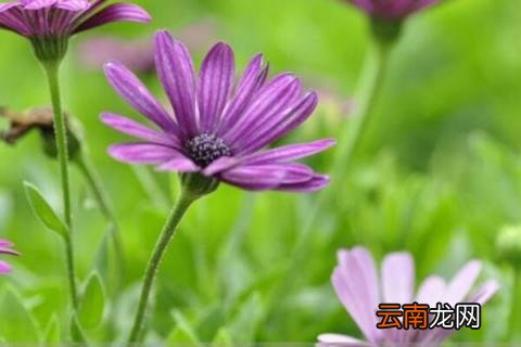 蓝目菊是多年生吗