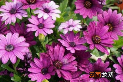 蓝目菊是多年生吗