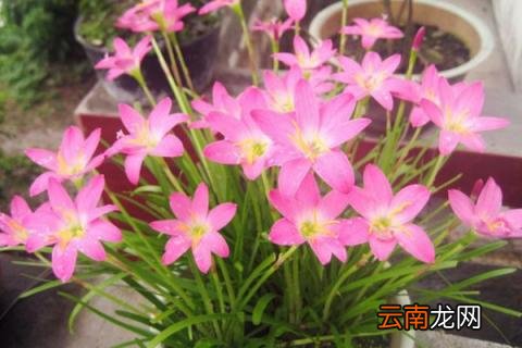 风雨兰室内能开花吗