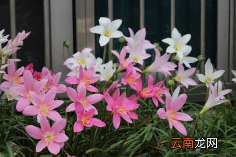 风雨兰室内能开花吗